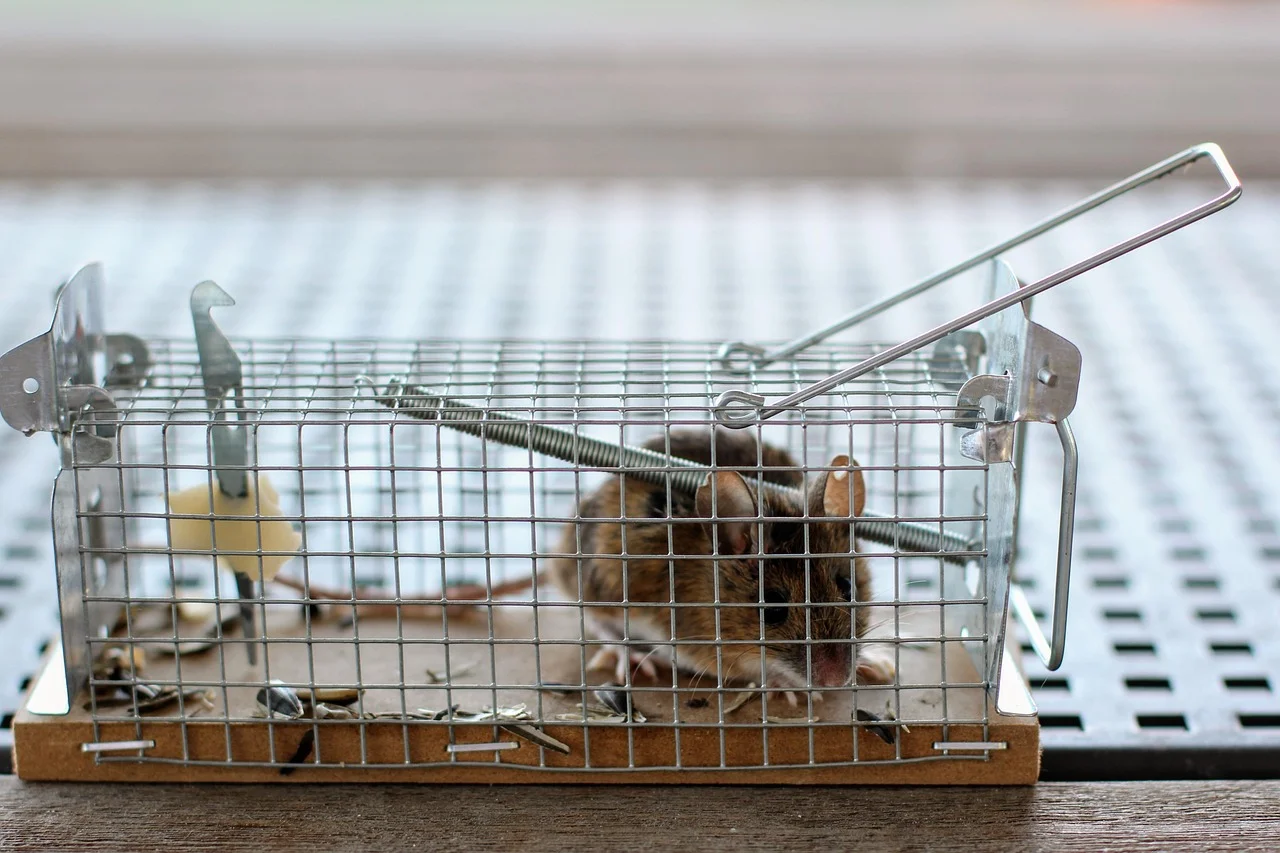 Lutter contre les rongeurs : les produits essentiels à avoir chez soi
